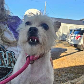 TNGC-Stray-1395 -  Mixed Breed Dog for Adoption in Pulaski, Tennessee - TNGC-Stray-1395 | PetCurious