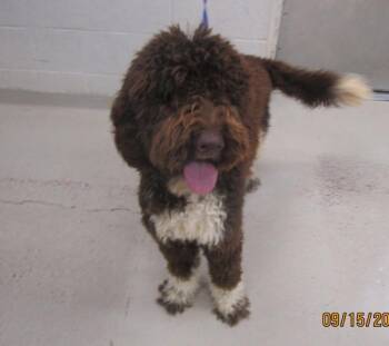 (76) -  Poodle Dog for Adoption in Marietta, Georgia - (76) | PetCurious