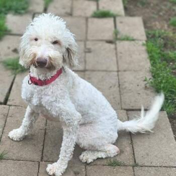 Labradoodle Dogs Available for Adoption in Eugene, Oregon - Polly | PetCurious