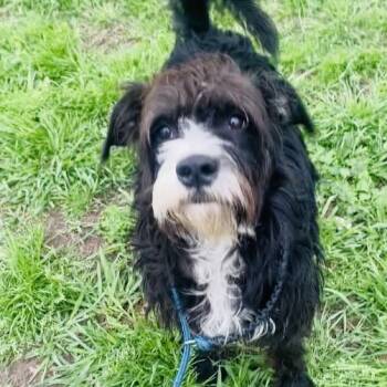 Rescue Mixed Breed Dogs for Adoption in Lake Jackson, Texas - Minnie | PetCurious