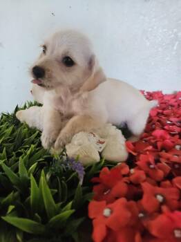Binx -  Terrier Dog for Adoption - Binx | PetCurious