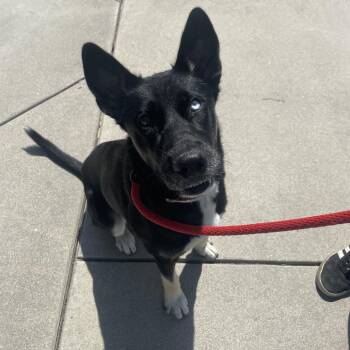 Yogi -  Shepherd and Mixed Breed Dog for Adoption in Long Beach, California - Yogi | PetCurious