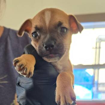 Caramel -  Mixed Breed Dog for Adoption in Redwood Valley, California - Caramel | PetCurious