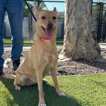 Labrador Retriever Dogs Available for Adoption - Missy A2258724 | PetCurious