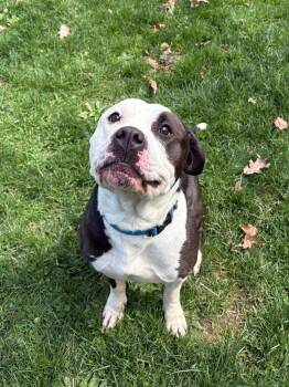 Pit Bull Terrier Dogs Available for Adoption in Myerstown, Pennsylvania - Slinkie | PetCurious