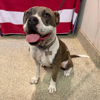 IVHS-STRAY-144090 -  Pit Bull Terrier Dog for Adoption in San Gabriel, California - IVHS-STRAY-144090 | PetCurious