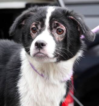 Rescue Border Collie Dogs for Adoption in Millfield, Ohio - Stuffing | PetCurious