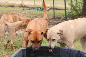 Rescue Husky Dogs for Adoption in Saint George, South Carolina - Sage | PetCurious