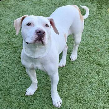 Samara -  Pit Bull Terrier and Mixed Breed Dog for Adoption in Matteson, Illinois - Samara | PetCurious