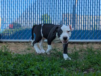 Marquis de Lafayette -  Mixed Breed Dog Available for Adoption in Des Moines, Iowa - Marquis De Lafayette | PetCurious