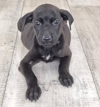 Mia -  Mixed Breed Dog for Adoption in Shreveport, Louisiana - Mia | PetCurious