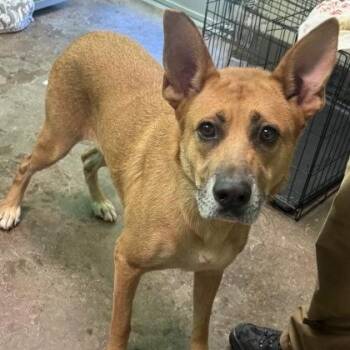 Howie -  Carolina Dog Dog for Adoption in Williston, Vermont - Howie | PetCurious