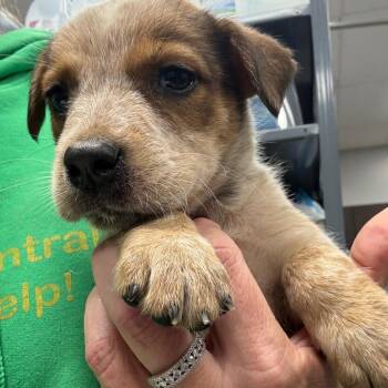 Suzanne -  Australian Shepherd and Cattle Dog Dog for Adoption in Normal, Illinois - Suzanne | PetCurious