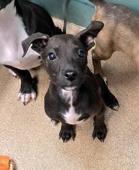Rescue Terrier and Mixed Breed Dogs for Adoption in Pratt, Kansas - Weasley | PetCurious