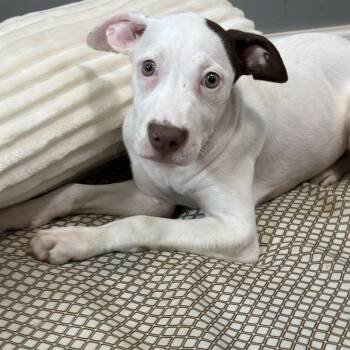 Deema -  Pit Bull Terrier and Australian Shepherd Dog for Adoption in Watertown, Connecticut - Deema | PetCurious