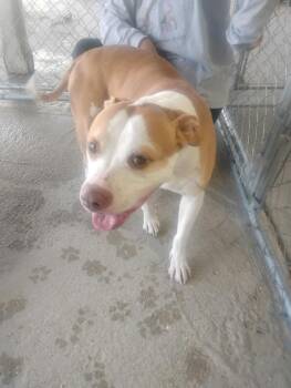 Waffle -  Mixed Breed Dog for Adoption in Lake City, Arkansas - Waffle | PetCurious