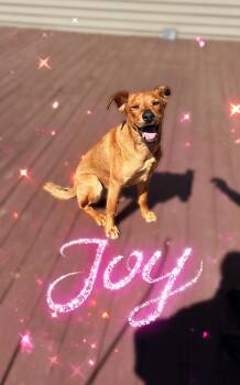 Australian Terrier and Terrier Dogs Available for Adoption in Coldwater, Michigan - Parker - GRADUATE | PetCurious