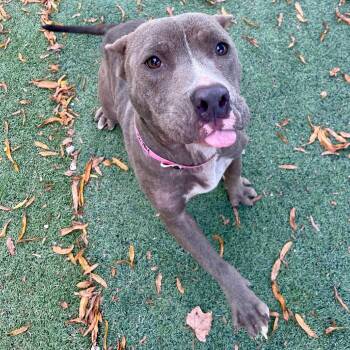 Beverly -  Mixed Breed Dog for Adoption in Memphis, Tennessee - Beverly | PetCurious