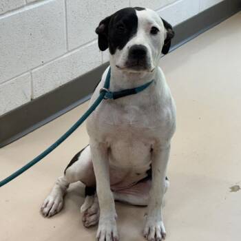 Magdeline -  Pit Bull Terrier Dog for Adoption in Pine Bluff, Arkansas - Magdeline | PetCurious