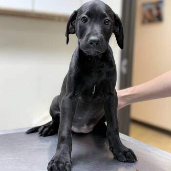 Athena-4495 -  Mixed Breed Dog for Adoption in Tyler, Texas - Athena-4495 | PetCurious