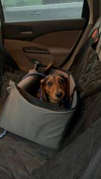 Obi -  Dachshund Dog for Adoption in Cookeville, Tennessee - Obi | PetCurious