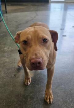 Odessa-$75 Adoption Fee! Diamond Dog! -  Pit Bull Terrier Dog for Adoption in Rockwall, Texas - Odessa-$75 Adoption Fee! Diamond Dog! | PetCurious