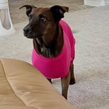 Rescue Terrier Dogs for Adoption in Green Valley, Arizona - Coco--Sweet Lady Available With Vet Care Support For Life! | PetCurious