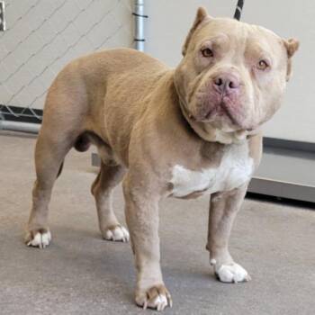 Baloo -  Mixed Breed Dog for Adoption in Las Cruces, New Mexico - Baloo | PetCurious