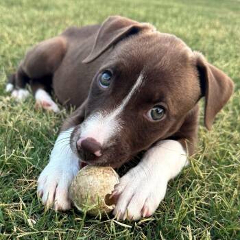 melina -  Australian Shepherd and Cattle Dog Dog for Adoption in Abilene, Texas - Melina | PetCurious