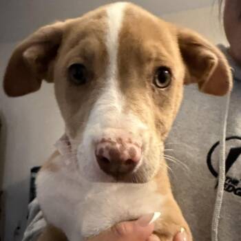 Australian Shepherd and Mixed Breed Dogs Available for Adoption in Stormville, New York - NY Nadine Avail Apr 25 (Tractor Supply Patterson) | PetCurious