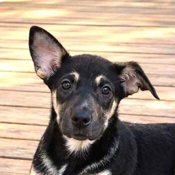 Raven (20260914-03) -  Labrador Retriever and Hound Dog for Adoption in Niagara Falls, Ontario - Raven (20260914-03) | PetCurious