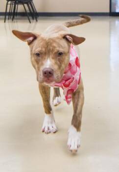 Copper -  Pit Bull Terrier Dog for Adoption in Des Moines, Iowa - Copper | PetCurious
