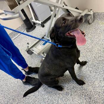Hank -  Black Labrador Retriever Dog for Adoption in Great Falls, Montana - Hank | PetCurious