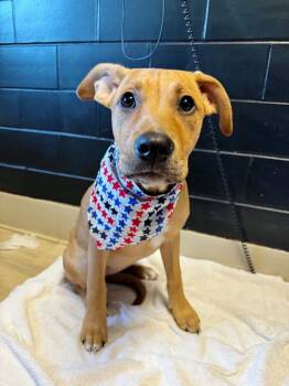 Botox -  Mixed Breed Dog for Adoption in Effingham, Illinois - Botox | PetCurious