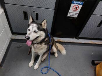 Husky Dogs Available for Adoption - TORCHY | PetCurious