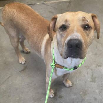 Jack -  Yellow Labrador Retriever and Pit Bull Terrier Dog for Adoption in Binghamton, New York - Jack | PetCurious