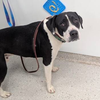 Noah -  English Pointer Dog for Adoption in Indianapolis, Indiana - Noah | PetCurious