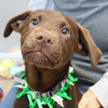 Twix -  Mixed Breed Dog for Adoption in Lansing, Michigan - Twix | PetCurious