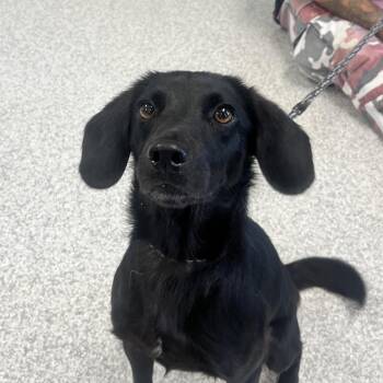 Jasper -  Cocker Spaniel Dog for Adoption in East Hanover, New Jersey - Jasper | PetCurious