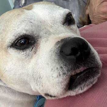 ChaCha Coconut -  Pit Bull Terrier Dog for Adoption in Sarasota, Florida - ChaCha Coconut | PetCurious