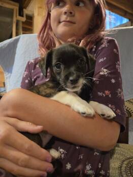 Stencil (26-143 D) -  Mixed Breed Dog for Adoption in Lansing, Michigan - Stencil (26-143 D) | PetCurious