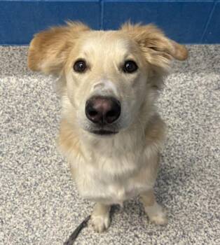 Biscuit -  Golden Retriever and German Shepherd Dog Dog for Adoption in Golden, Colorado - Biscuit | PetCurious