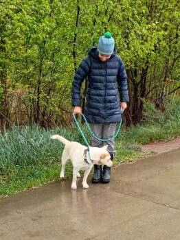 Australian Cattle Dog Blue Heeler and Mixed Breed Dogs Available for Adoption in Evergreen, Colorado - Toast | PetCurious