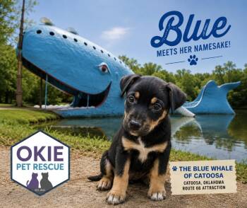Blue -  Terrier Dog for Adoption in Valley Park, Oklahoma - Blue | PetCurious