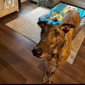 GF Rain Maker -  Greyhound Dog for Adoption in Venice, Florida - GF Rain Maker | PetCurious