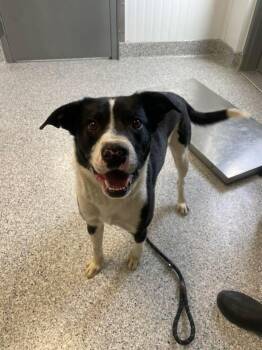 Trey -  Border Collie Dog for Adoption in Prineville, Oregon - Trey | PetCurious