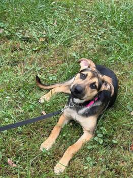 Luna -  German Shepherd Dog and Labrador Retriever Dog for Adoption in Randolph, Vermont - Luna | PetCurious