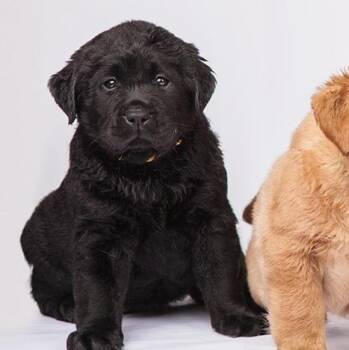 Labrador Retriever Dogs Available for Adoption - Jasmine | PetCurious