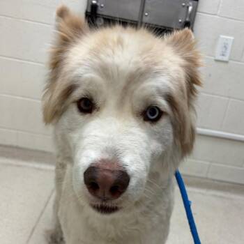 Zurcher -  Husky Dog for Adoption in Murray, Utah - Zurcher | PetCurious