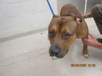Deuce(811) -  Pit Bull Terrier and Shepherd Dog for Adoption in Marietta, Georgia - Deuce(811) | PetCurious